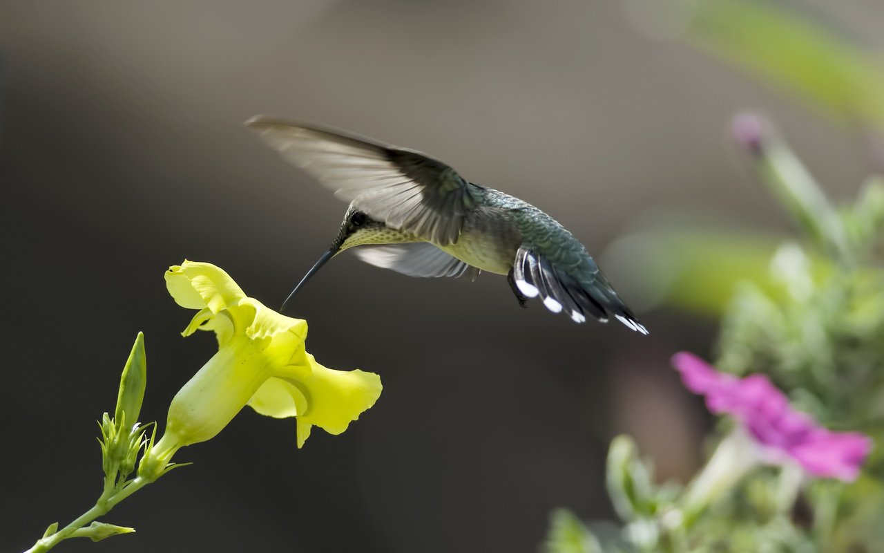 Обои цветы, природа, желтый, птица, розовый, нектар, колибри, flowers, nature, yellow, bird, pink, nectar, hummingbird разрешение 1920x1200 Загрузить