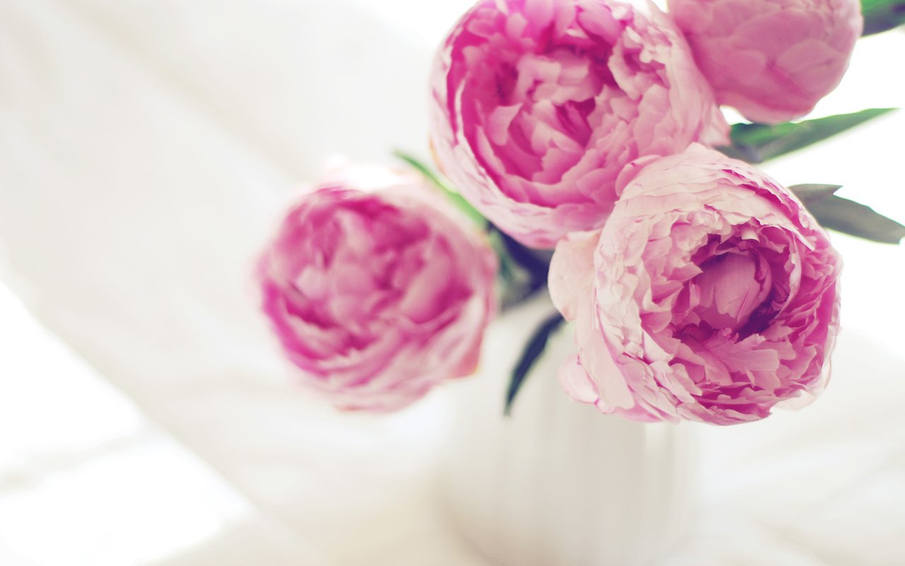 Обои цветы, пионы, flowers, peonies разрешение 3840x2400 Загрузить