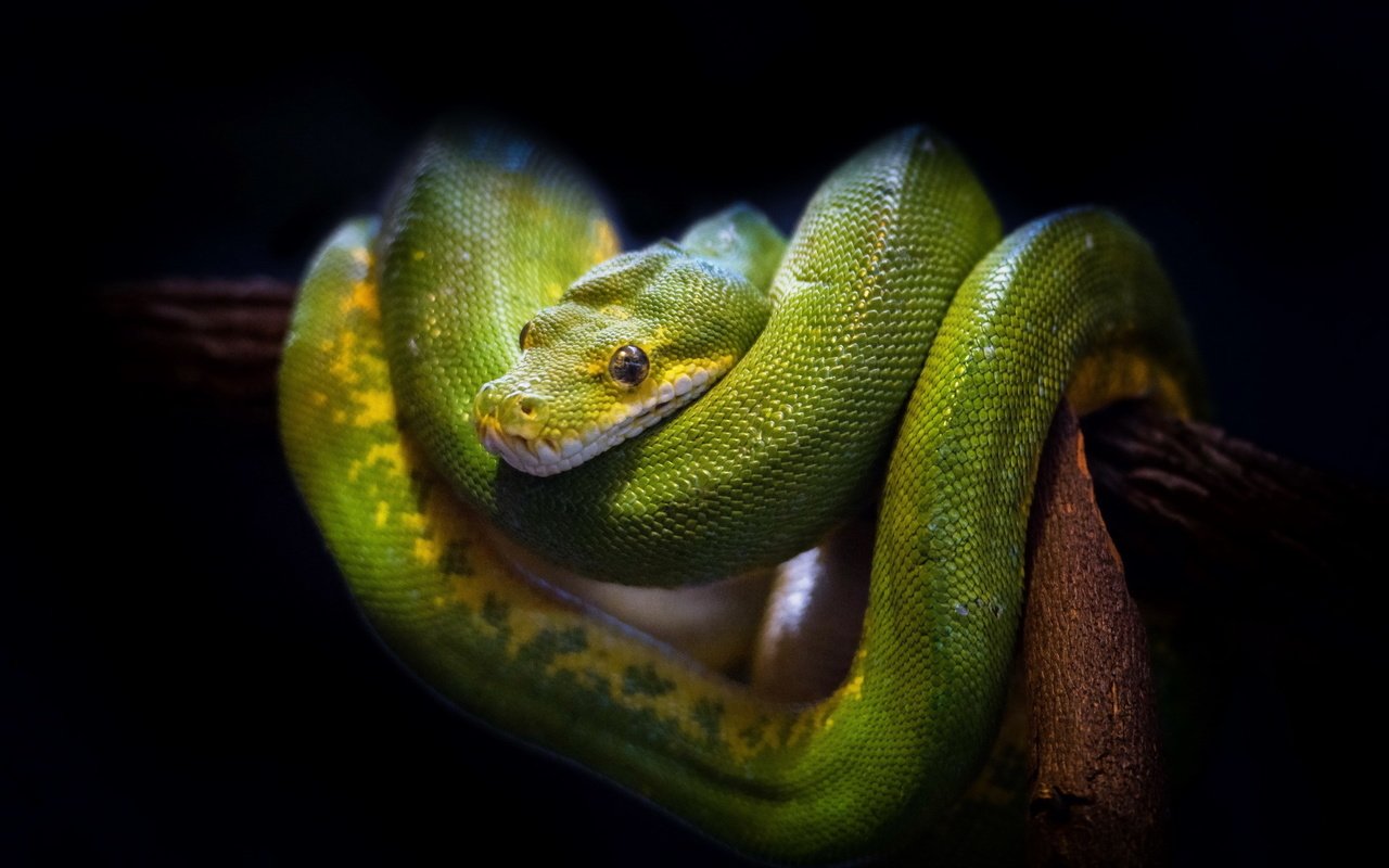 Обои природа, фон, змея, зеленая, древесная, nature, background, snake, green, wood разрешение 1920x1200 Загрузить