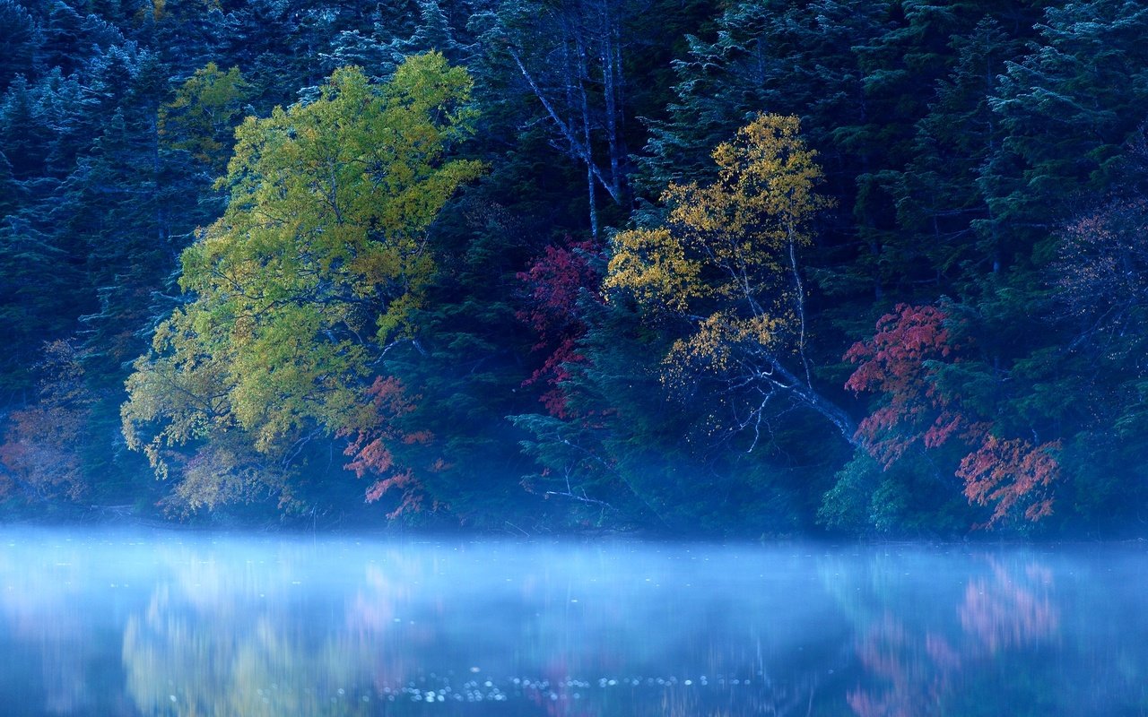 Обои деревья, озеро, лес, туман, trees, lake, forest, fog разрешение 2048x1367 Загрузить