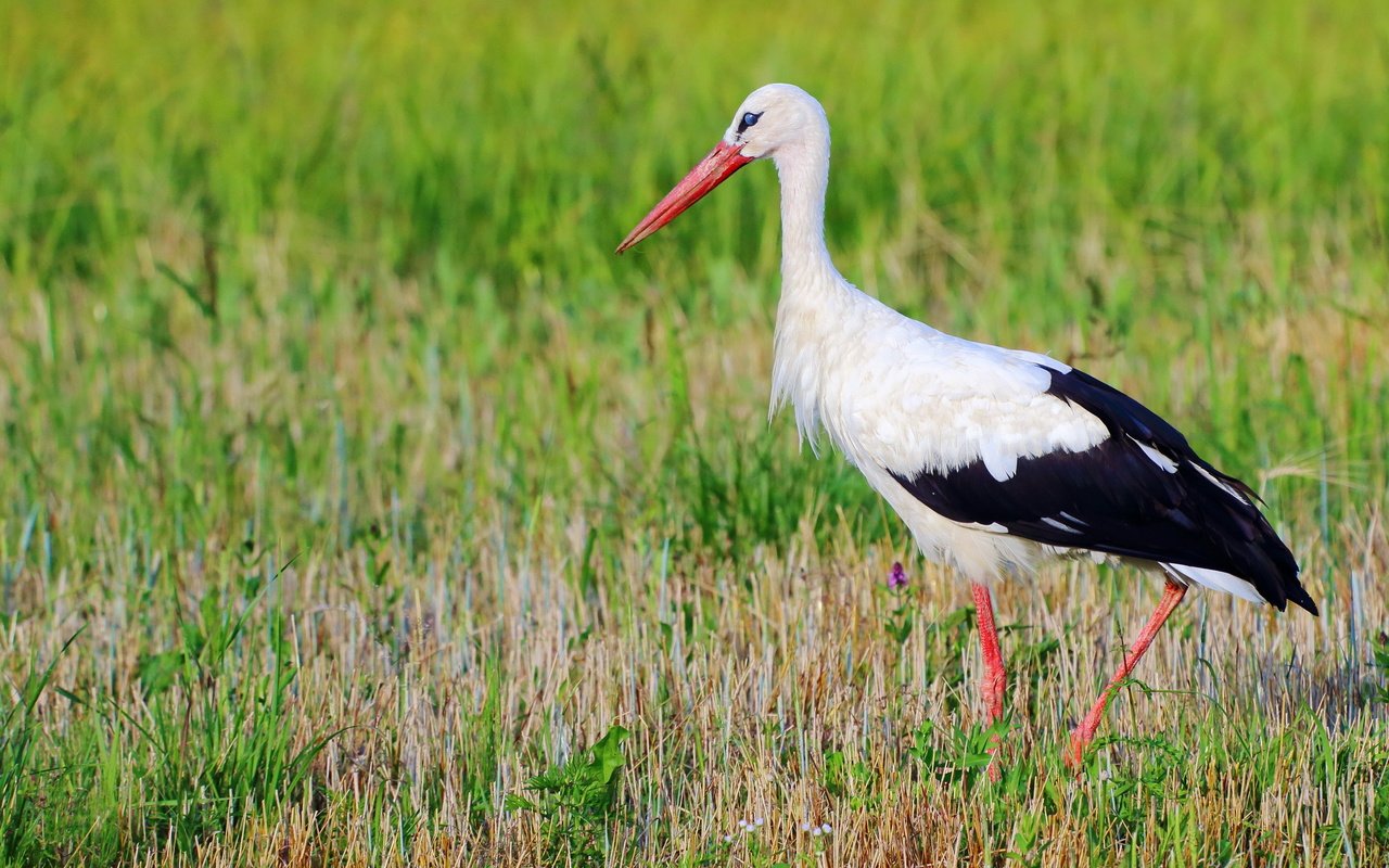 Обои природа, птица, аист, nature, bird, stork разрешение 2560x1707 Загрузить