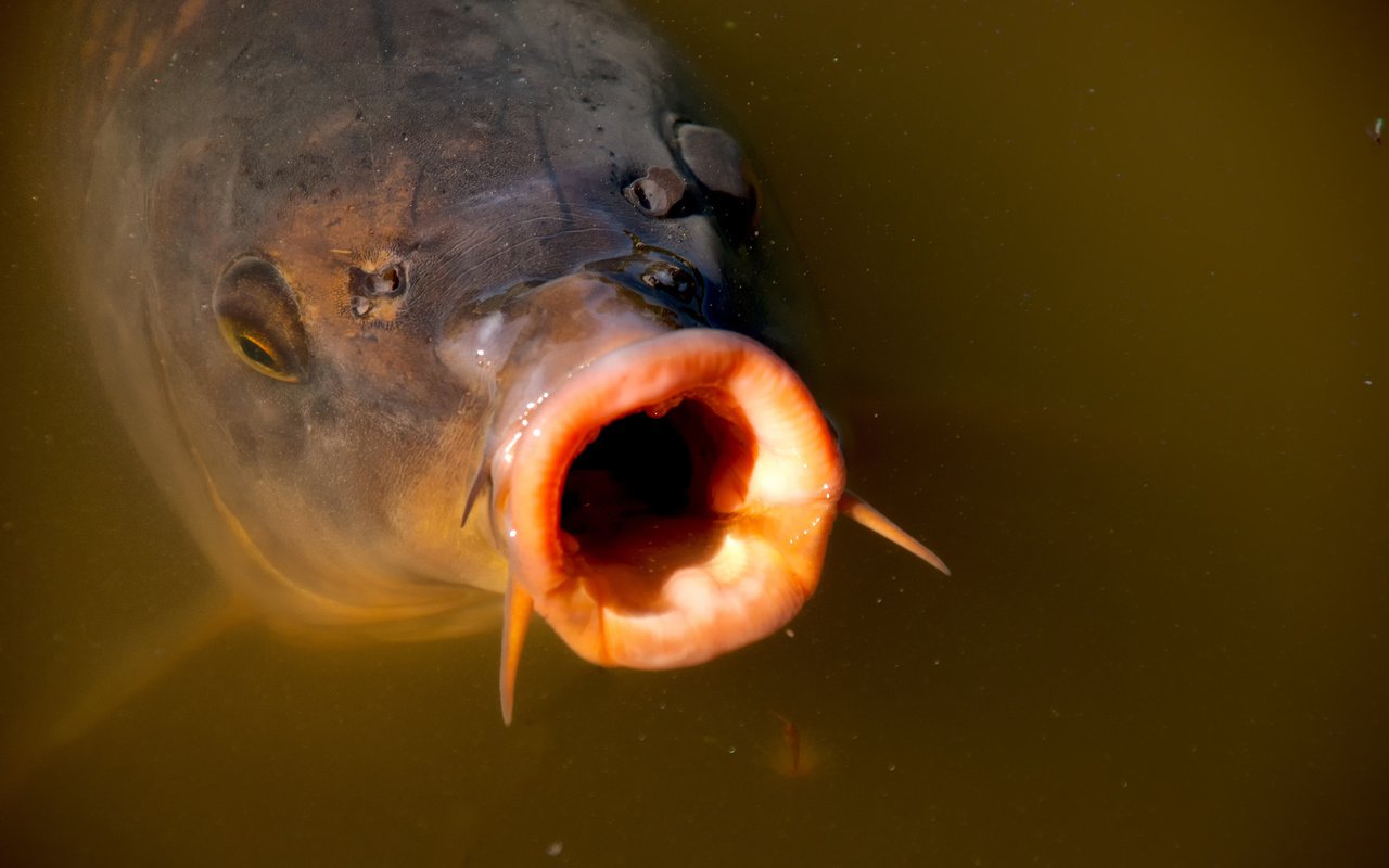 Обои вода, макро, рыба, подводный мир, карп, water, macro, fish, underwater world, carp разрешение 2048x1363 Загрузить