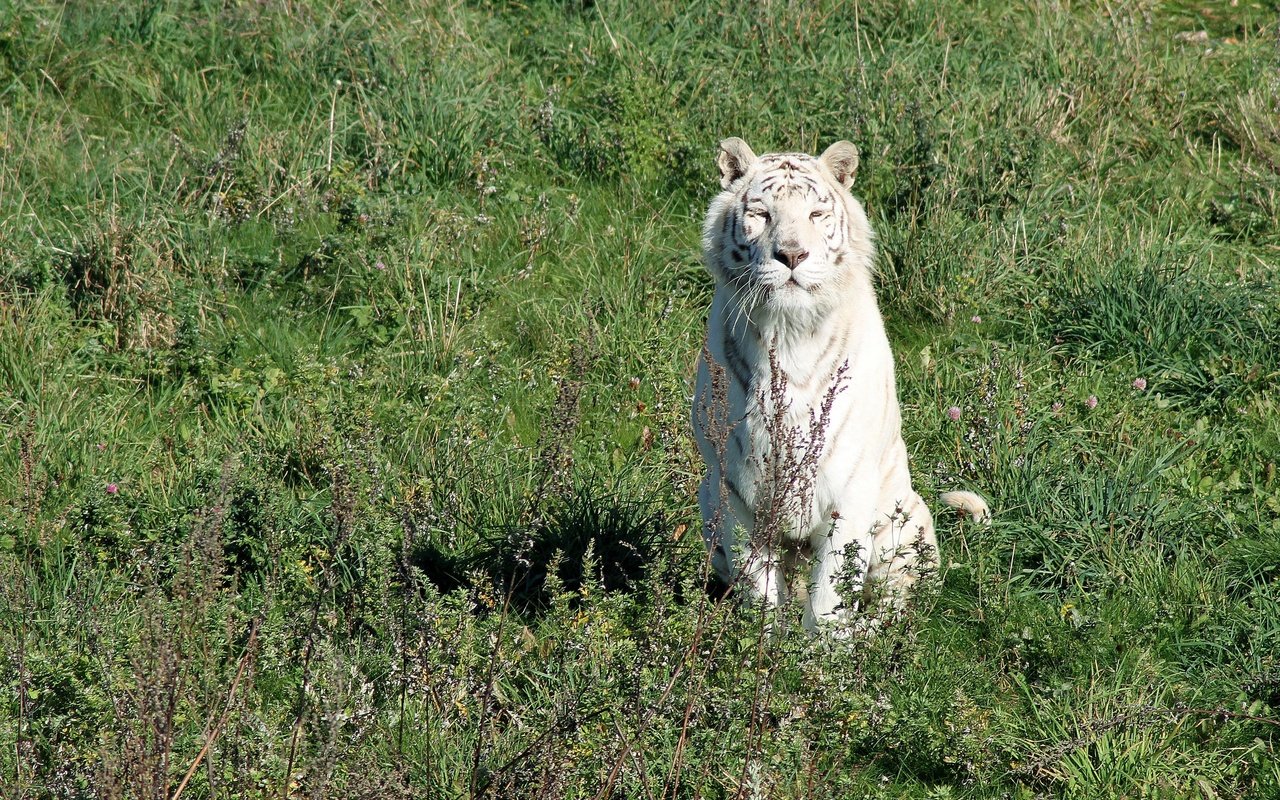 Обои тигр, трава, солнце, кошка, белый, хищник, белый тирг, tiger, grass, the sun, cat, white, predator, white ting разрешение 2880x1877 Загрузить