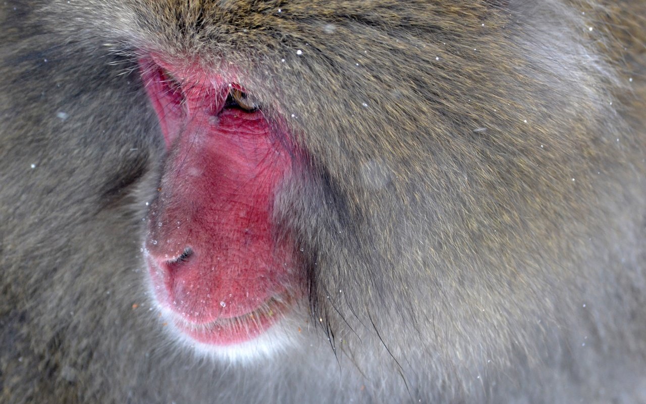 Обои обезьяна, японская макака, monkey, japanese macaque разрешение 4096x2731 Загрузить