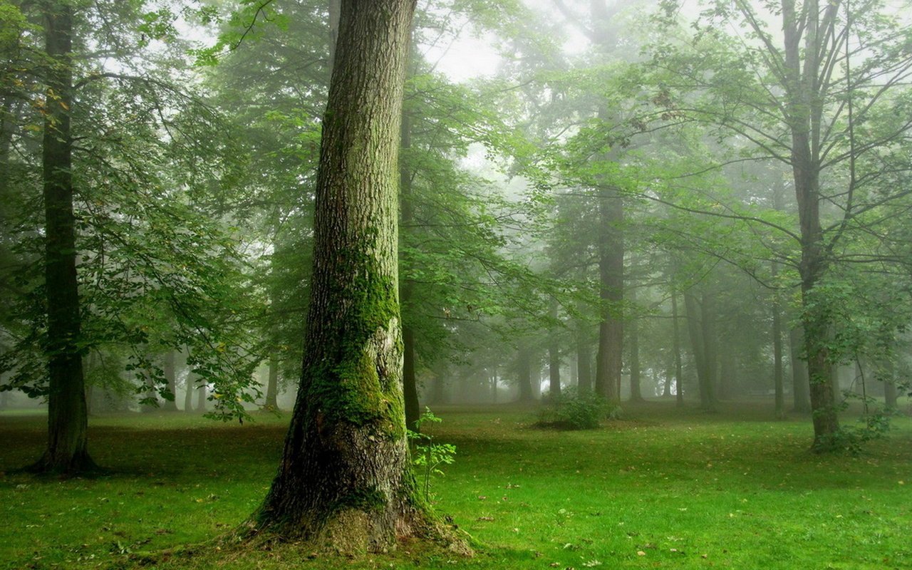 Обои деревья, природа, лес, дымка, trees, nature, forest, haze разрешение 1920x1200 Загрузить