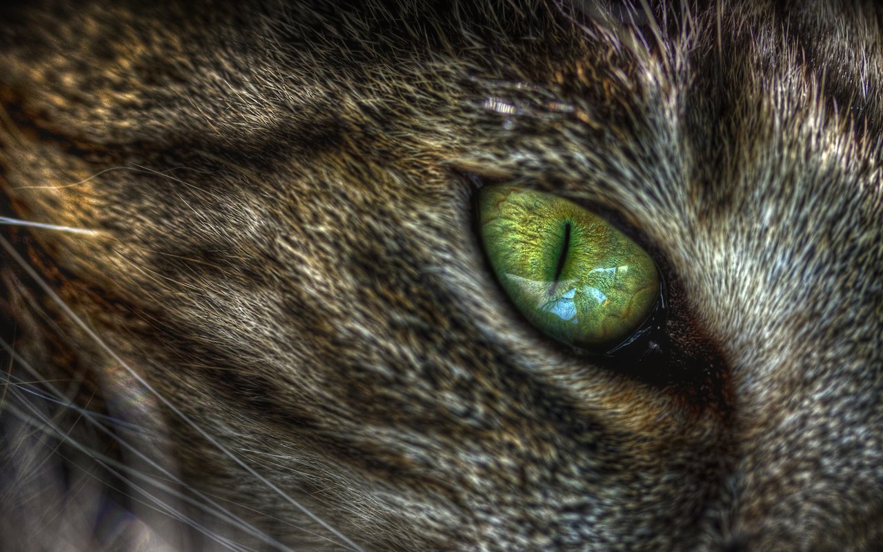 Обои зелёный, макро, кот, кошка, глаз, кошачий, green, macro, cat, eyes разрешение 2560x1440 Загрузить