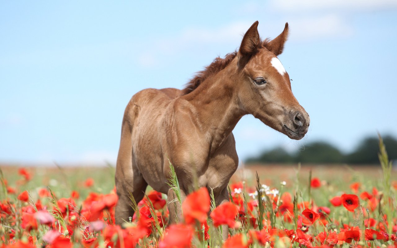 Обои лошадь, конь, жеребенок, horse, foal разрешение 1920x1200 Загрузить