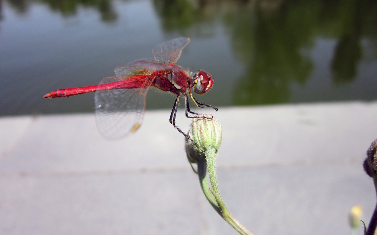 Обои макро, цветок, крылья, насекомые, стрекоза, macro, flower, wings, insects, dragonfly разрешение 4608x3456 Загрузить