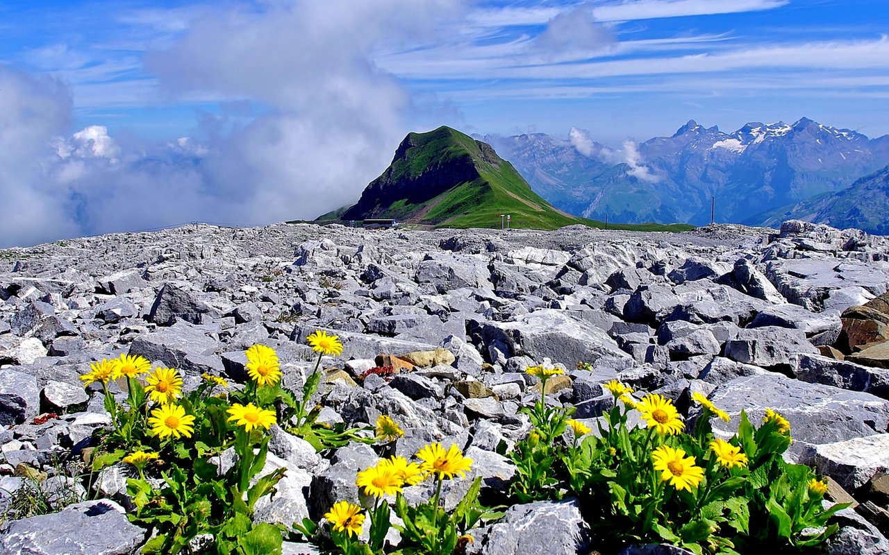 Обои цветы, горы, камни, франция, альпы, верхняя савойя, flowers, mountains, stones, france, alps, haute-savoie разрешение 2358x1200 Загрузить