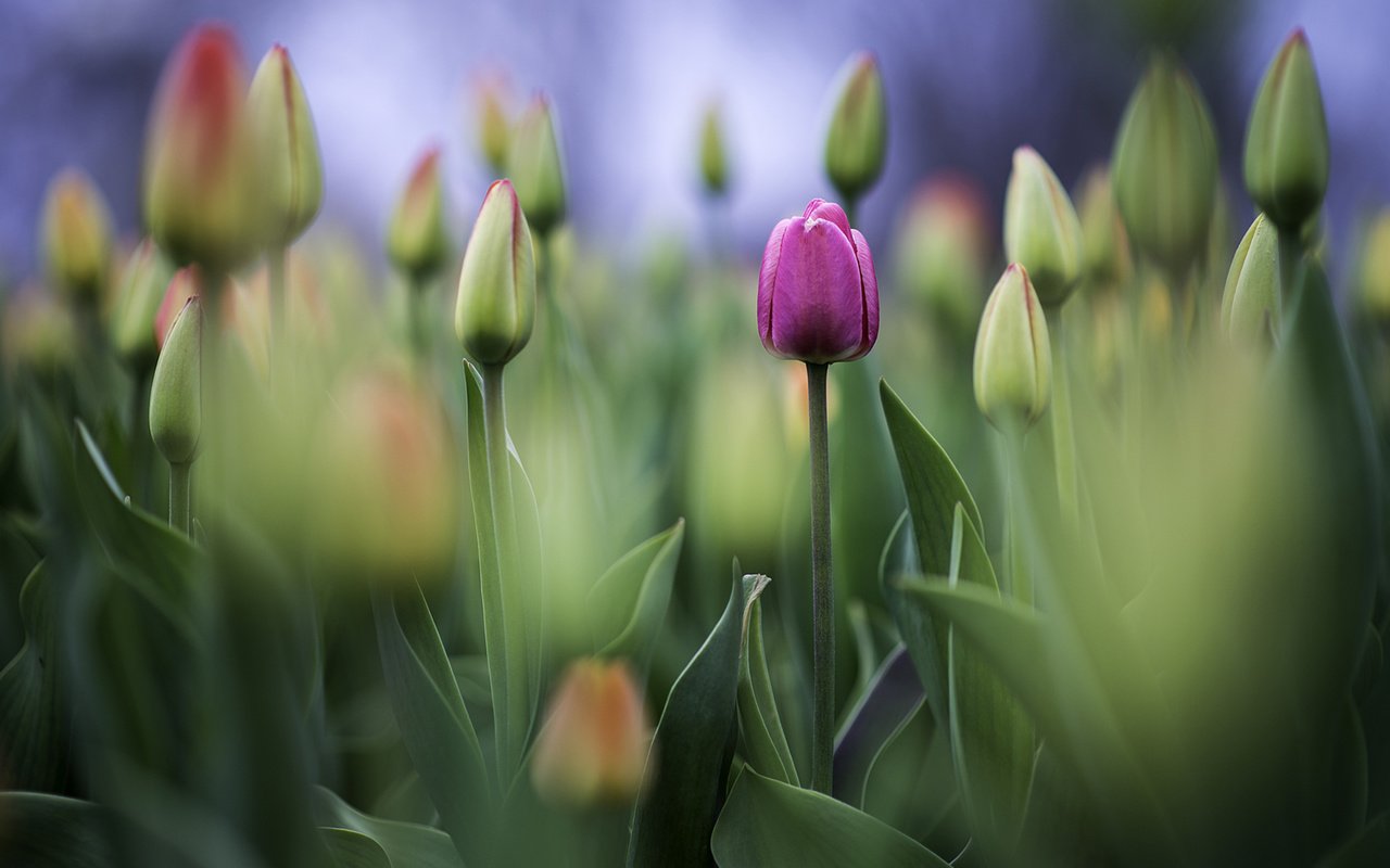 Обои цветы, фото, бутон, фотограф, тюльпаны, greg stevenson, flowers, photo, bud, photographer, tulips разрешение 1920x1261 Загрузить