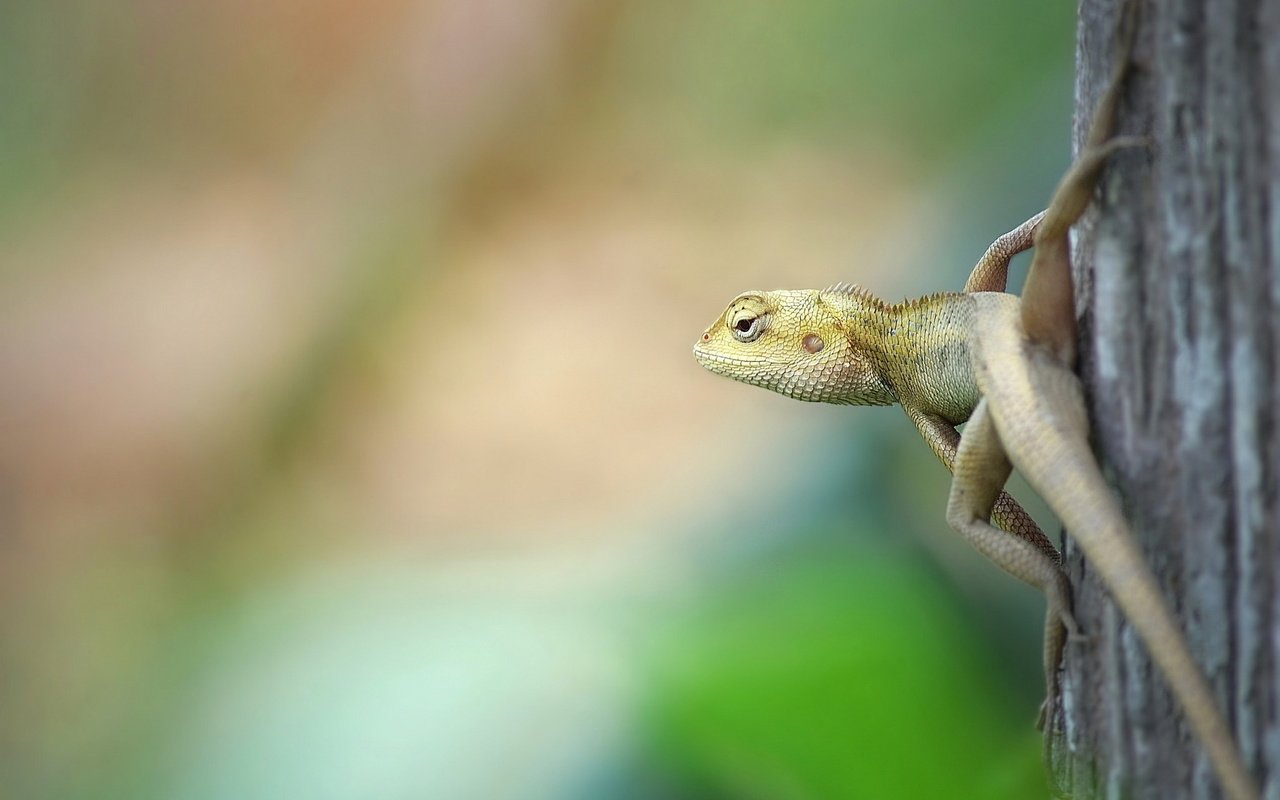 Обои природа, фон, ящерица, nature, background, lizard разрешение 1920x1200 Загрузить