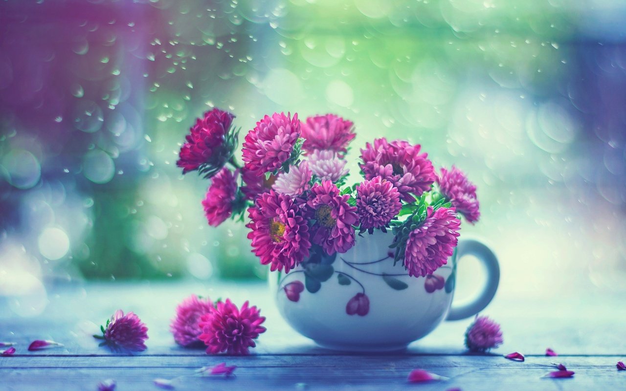 Обои цветы, капли, дождь, кружка, окно, астры, flowers, drops, rain, mug, window, asters разрешение 2048x1587 Загрузить