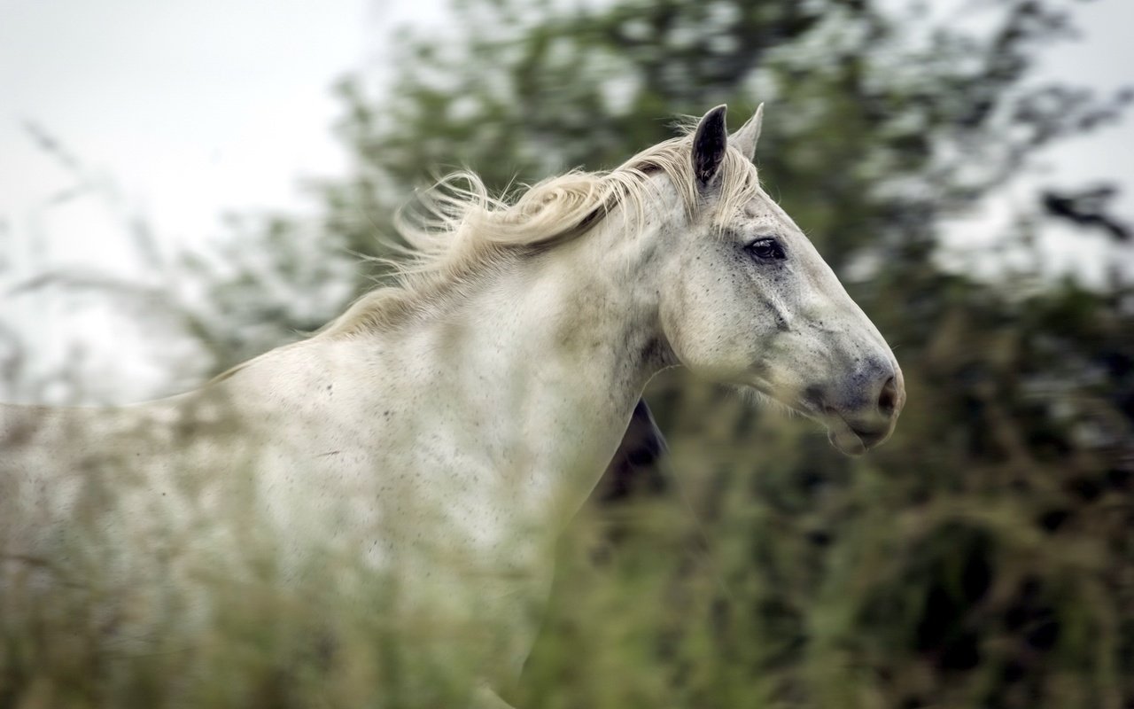 Обои лошадь, природа, лето, конь, horse, nature, summer разрешение 2500x1669 Загрузить