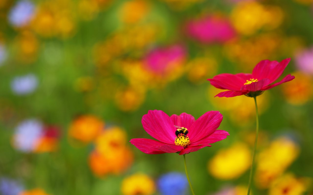 Обои цветы, природа, насекомое, размытость, пчела, космея, flowers, nature, insect, blur, bee, kosmeya разрешение 2048x1365 Загрузить
