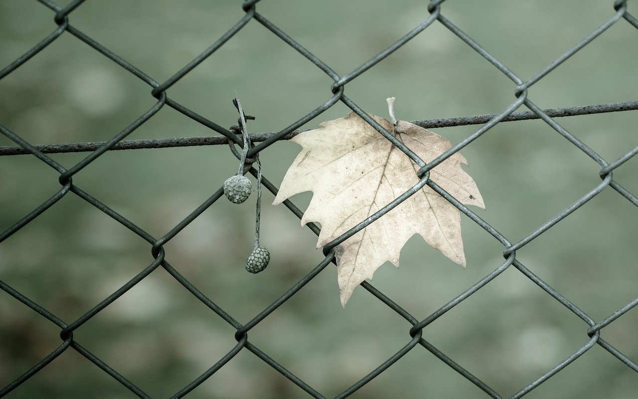 Обои макро, забор, ворота, сетка, ограждение, листик, ограда, macro, the fence, gate, mesh, leaf, fence разрешение 1920x1200 Загрузить