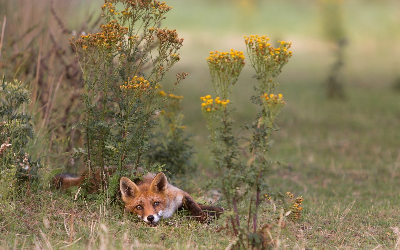 Обои природа, лето, лиса, лисица, nature, summer, fox разрешение 2047x1197 Загрузить