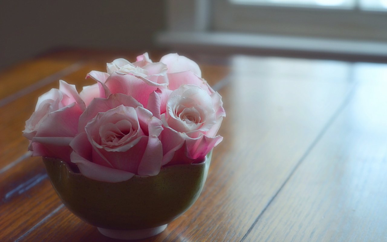 Обои цветок, роза, лепестки, бутон, розовая, flower, rose, petals, bud, pink разрешение 2560x1600 Загрузить