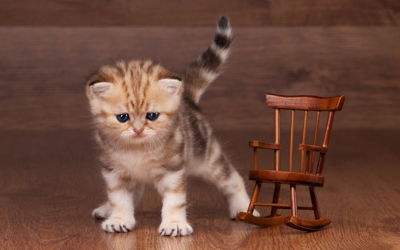 Обои кошка, котенок, маленький, игрушка, пол, полосатый, ламинат, кресло-качалка, cat, kitty, small, toy, floor, striped, laminate, rocking chair разрешение 2880x2057 Загрузить