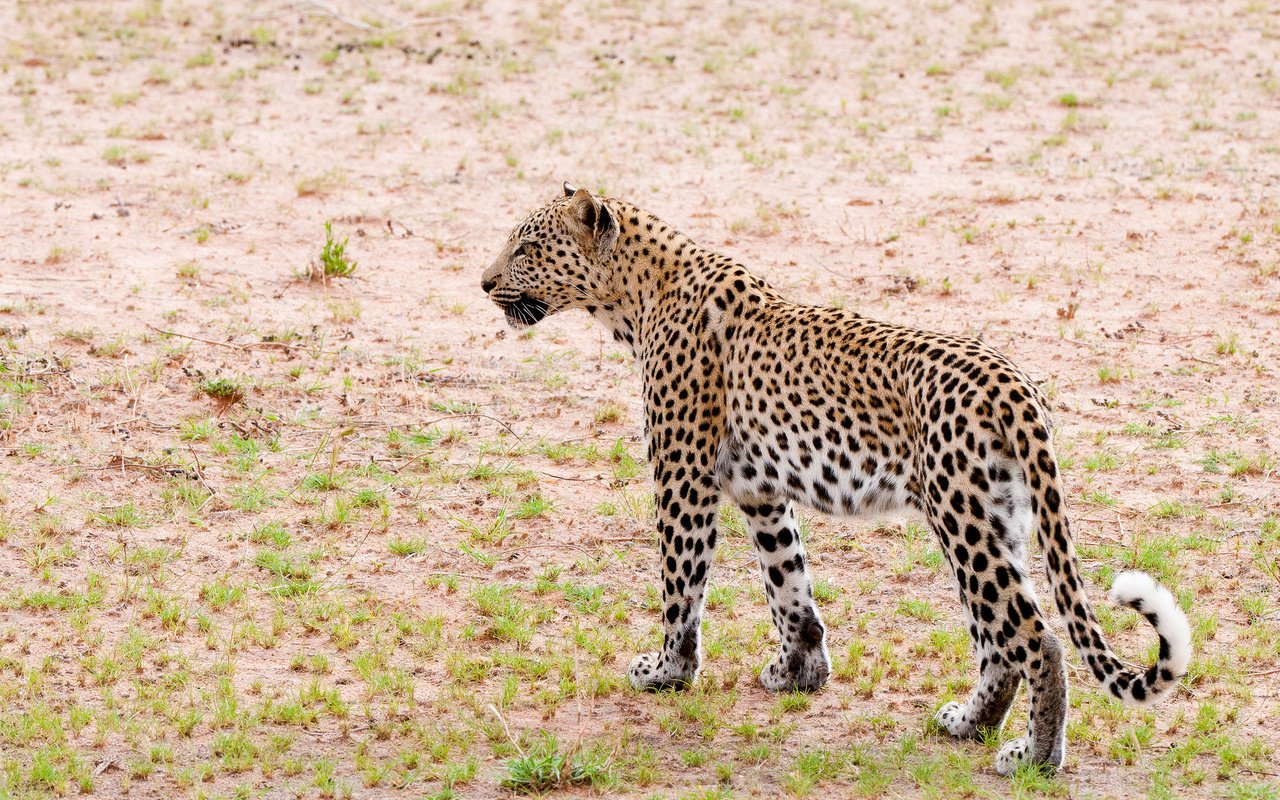 Обои кошка, леопард, патруль, cat, leopard, patrol разрешение 2048x1360 Загрузить