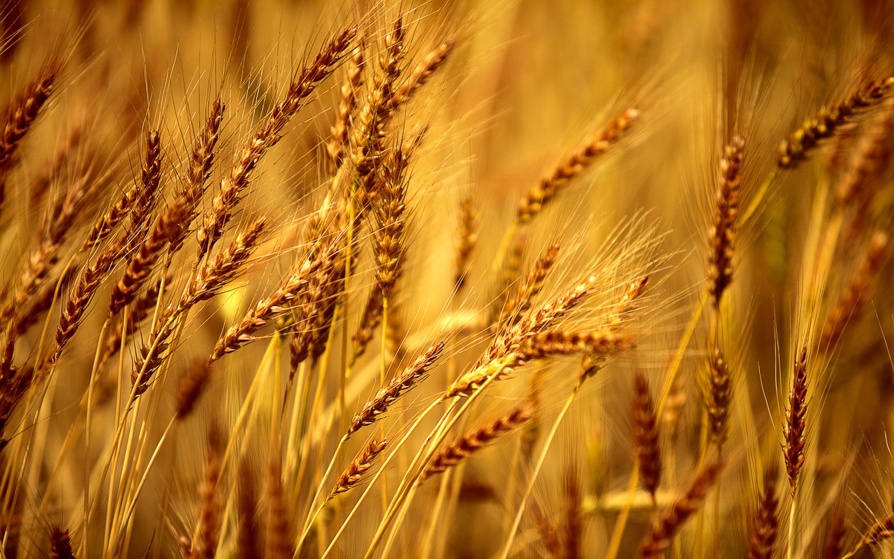 Обои желтый, макро, колосья, пшеница, ячмень, yellow, macro, ears, wheat, barley разрешение 2048x1365 Загрузить