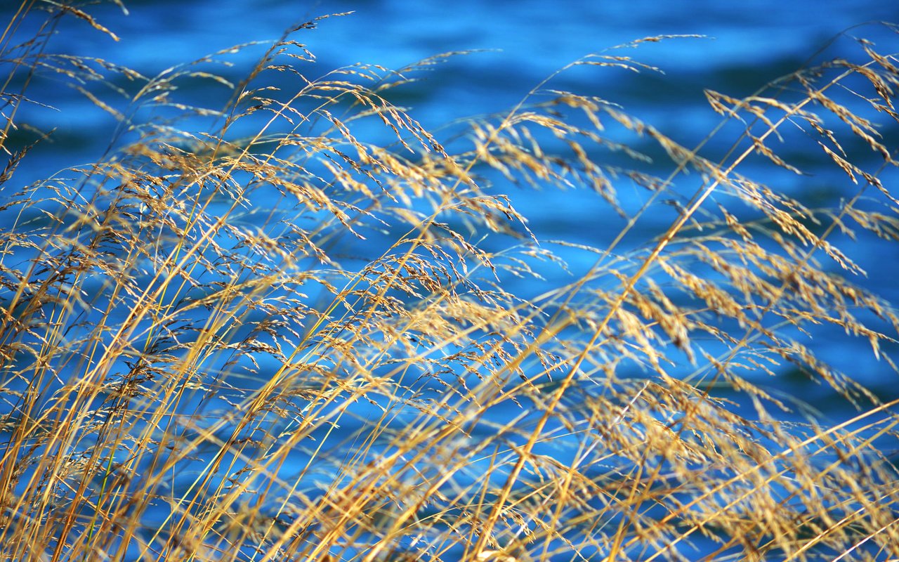 Обои трава, вода, осень, растение, grass, water, autumn, plant разрешение 2048x1356 Загрузить