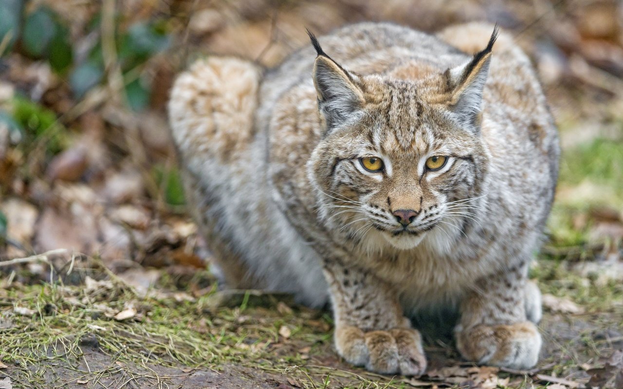 Обои рысь, кошка, взгляд, ©tambako the jaguar, lynx, cat, look разрешение 2880x1920 Загрузить