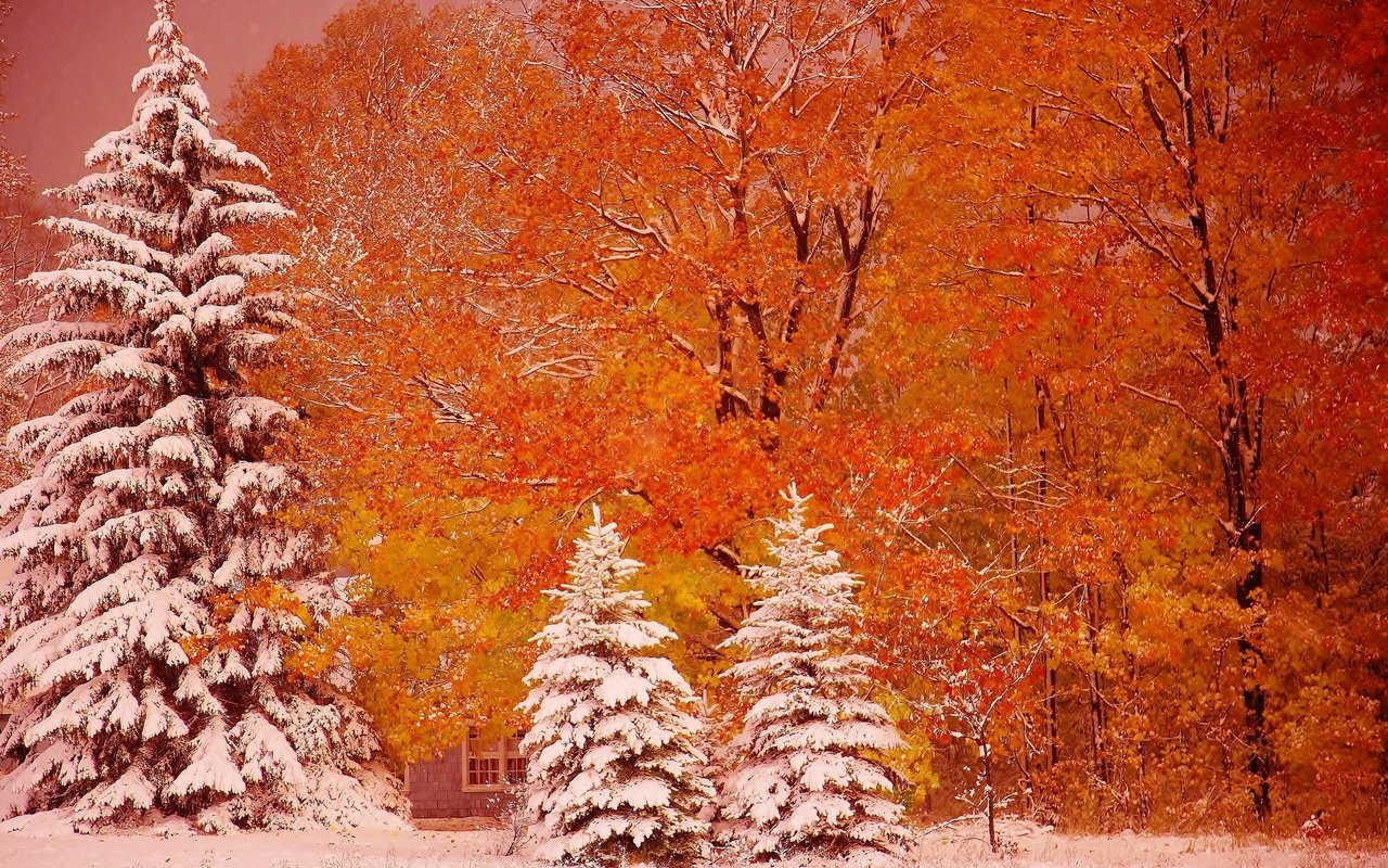 Обои деревья, снег, осень, ели, мичиган, мунизинг, trees, snow, autumn, ate, michigan, munising разрешение 2880x1812 Загрузить