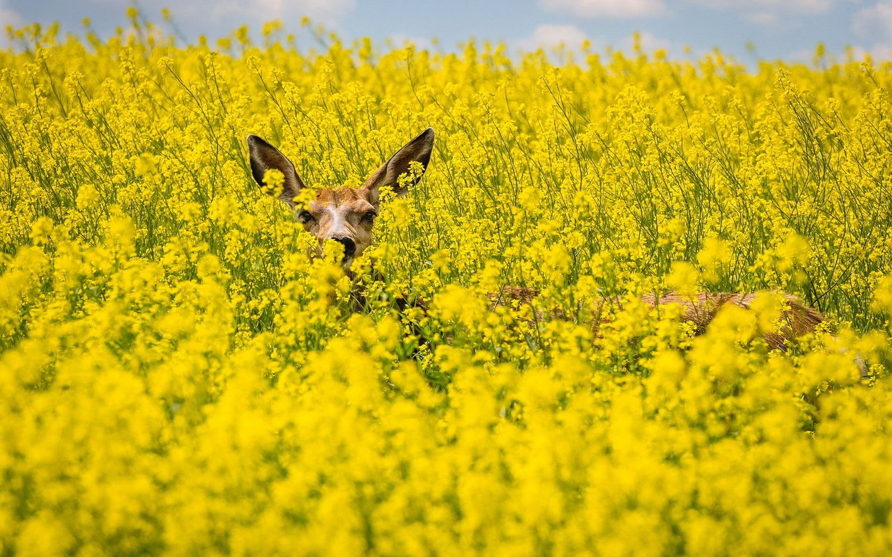 Обои поле, лето, косуля, рапс, field, summer, roe, rape разрешение 1920x1200 Загрузить