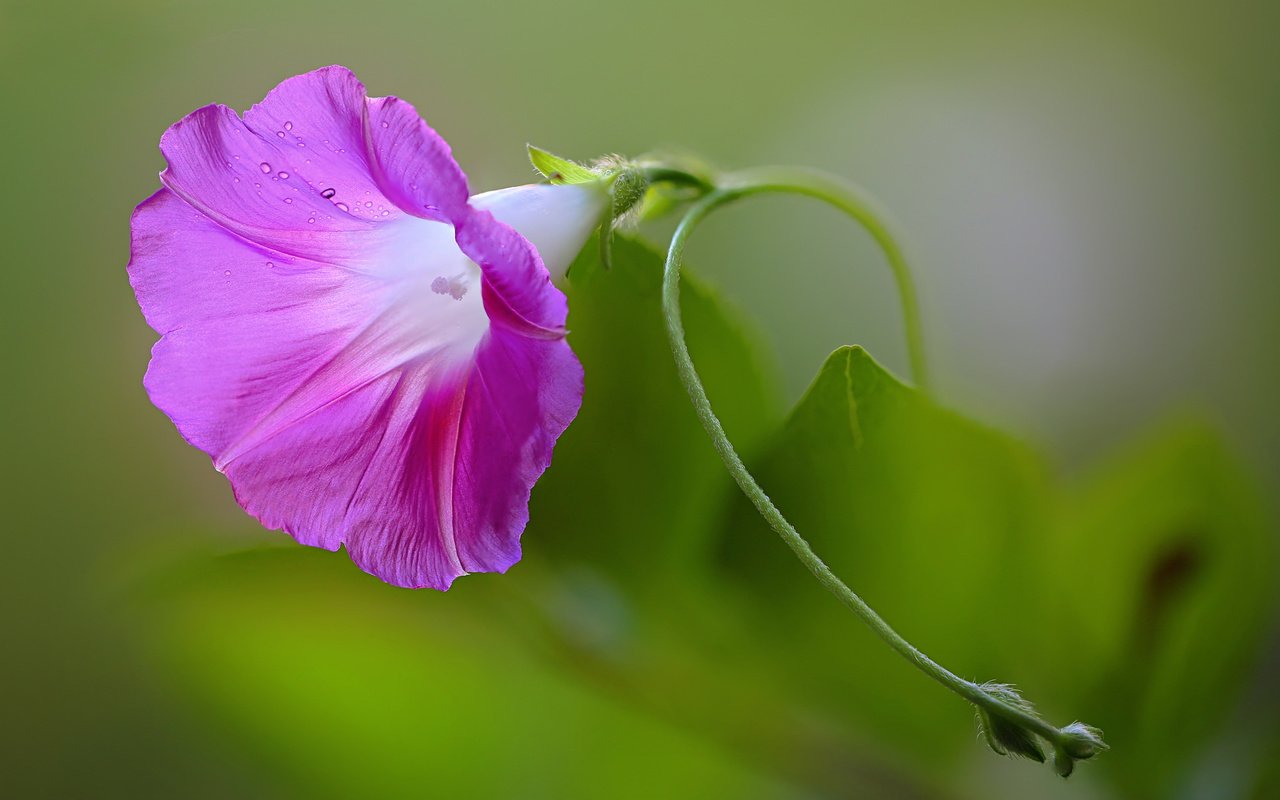 Обои природа, листья, цветок, лепестки, вьюнок, ипомея, nature, leaves, flower, petals, bindweed, morning glory разрешение 2048x1365 Загрузить