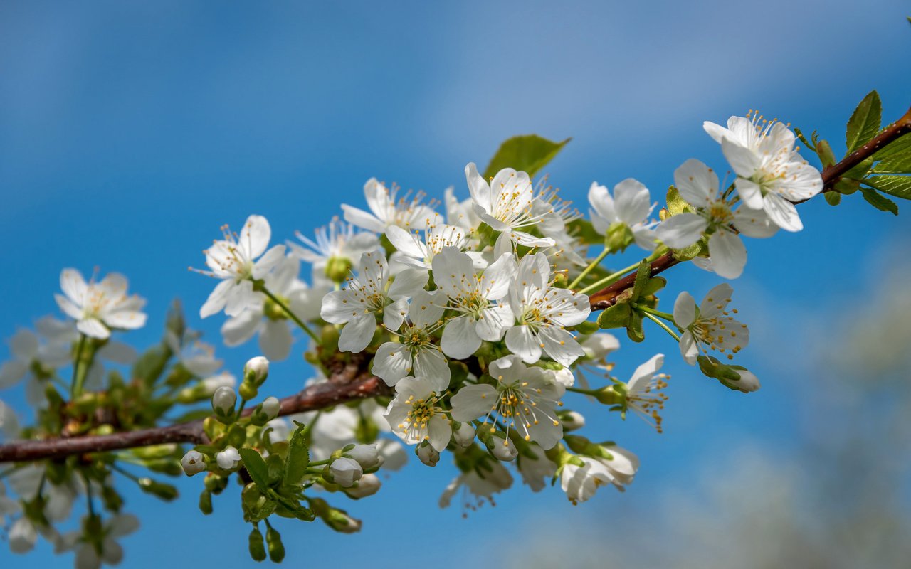 Обои небо, ветка, дерево, лепестки, сад, весна, the sky, branch, tree, petals, garden, spring разрешение 2048x1311 Загрузить