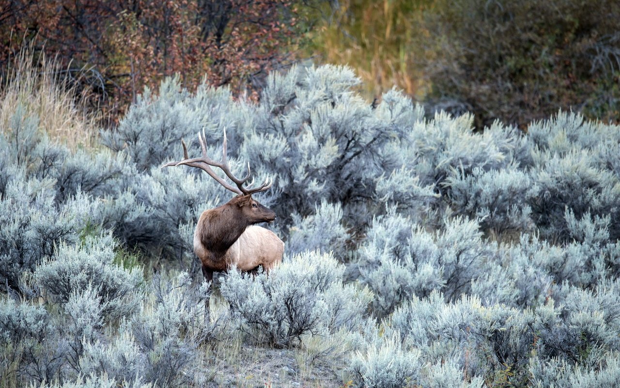 Обои природа, лес, олень, иней, осень, рога, nature, forest, deer, frost, autumn, horns разрешение 2560x1454 Загрузить