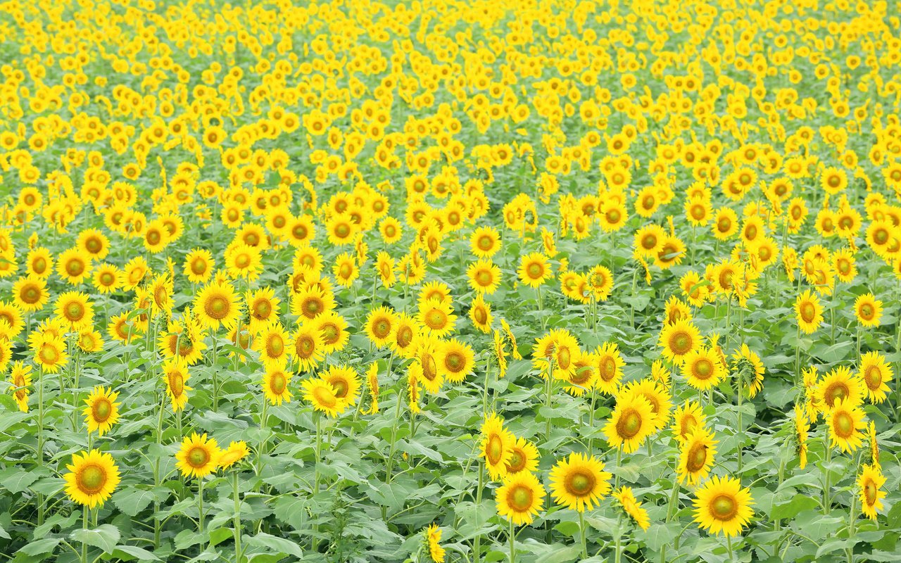 Обои цветы, поле, подсолнухи, flowers, field, sunflowers разрешение 2048x1365 Загрузить