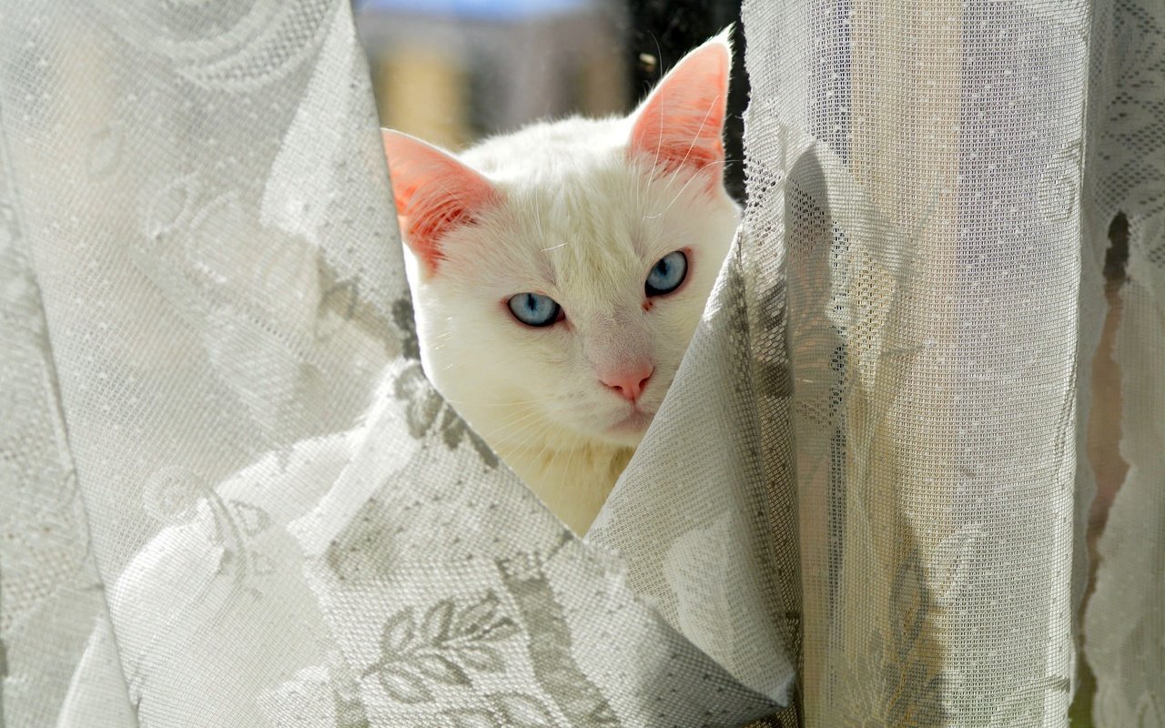 Обои глаза, кот, взгляд, киска, занавески, котэ, eyes, cat, look, pussy, curtains, kote разрешение 2048x1365 Загрузить