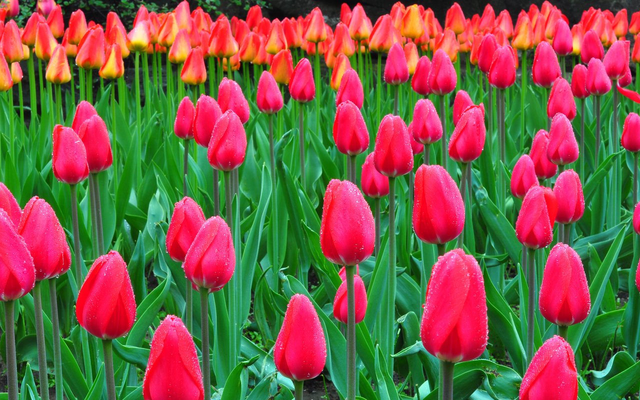 Обои природа, роса, капли, тюльпаны, клумба, плантация, nature, rosa, drops, tulips, flowerbed, plantation разрешение 2048x1360 Загрузить