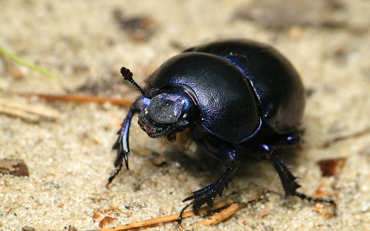 Обои жук, насекомое, черный, блака, beetle, insect, black разрешение 3470x2460 Загрузить