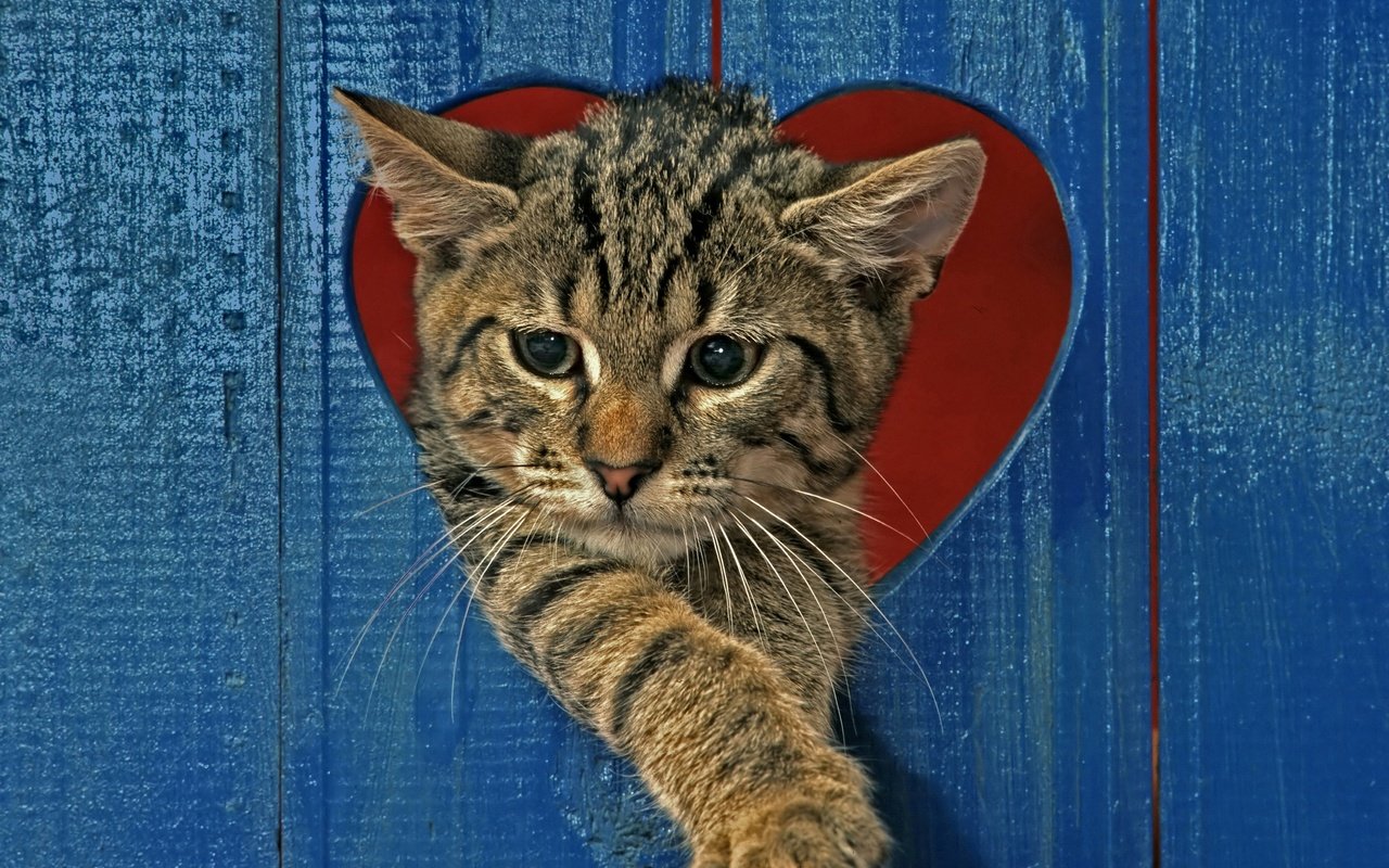 Обои кот, кошка, забор, серый, сердце, полосатый, cat, the fence, grey, heart, striped разрешение 2880x2234 Загрузить