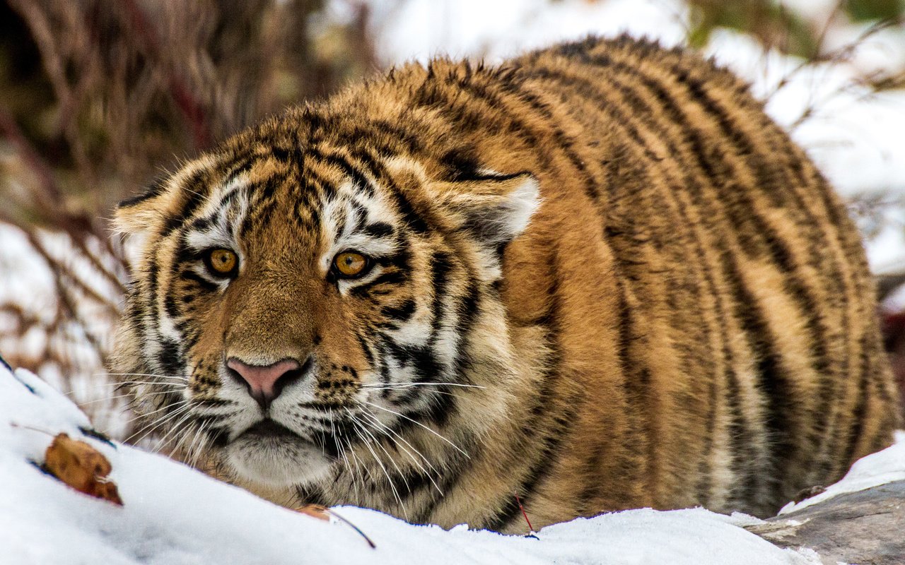 Обои тигр, снег, взгляд, tiger, snow, look разрешение 3770x2388 Загрузить