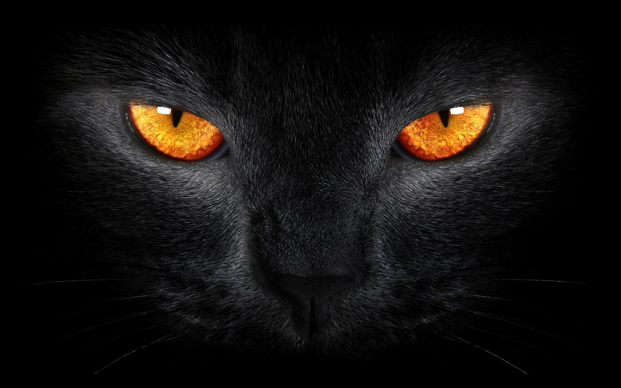 Обои глаза, кот, кошка, взгляд, черный фон, блака, черный кот, eyes, cat, look, black background, black, black cat разрешение 2560x1920 Загрузить