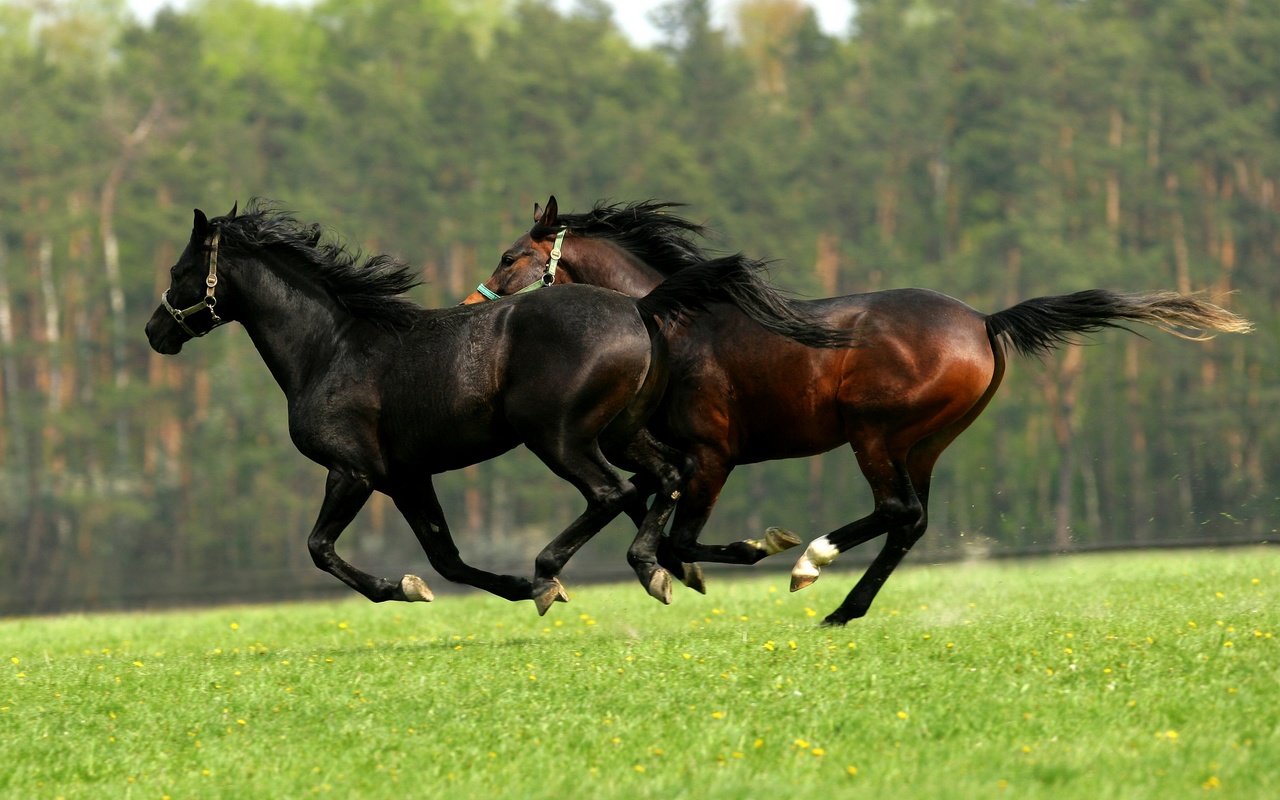 Обои зелень, лес, поле, лето, лошади, кони, два, двое, скачут, jump, greens, forest, field, summer, horse, horses, two разрешение 2880x1920 Загрузить