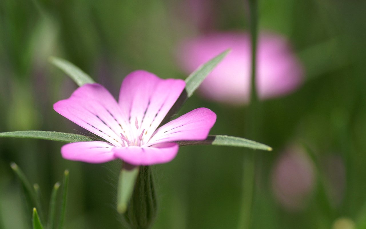 Обои обои, цветок, лепестки, листок, размытость, куколь, wallpaper, flower, petals, leaf, blur, cockle разрешение 1920x1200 Загрузить