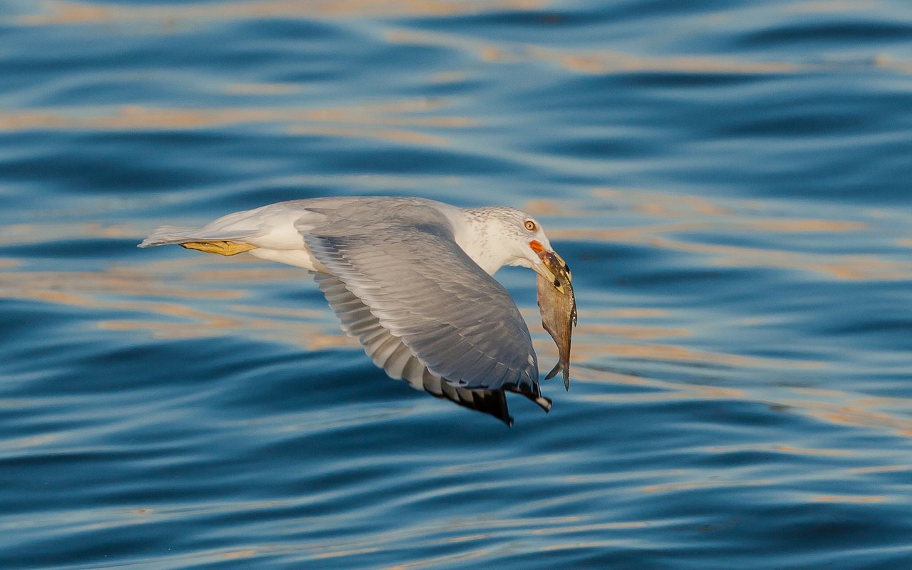 Обои море, чайка, птица, рыба, sea, seagull, bird, fish разрешение 2048x1365 Загрузить