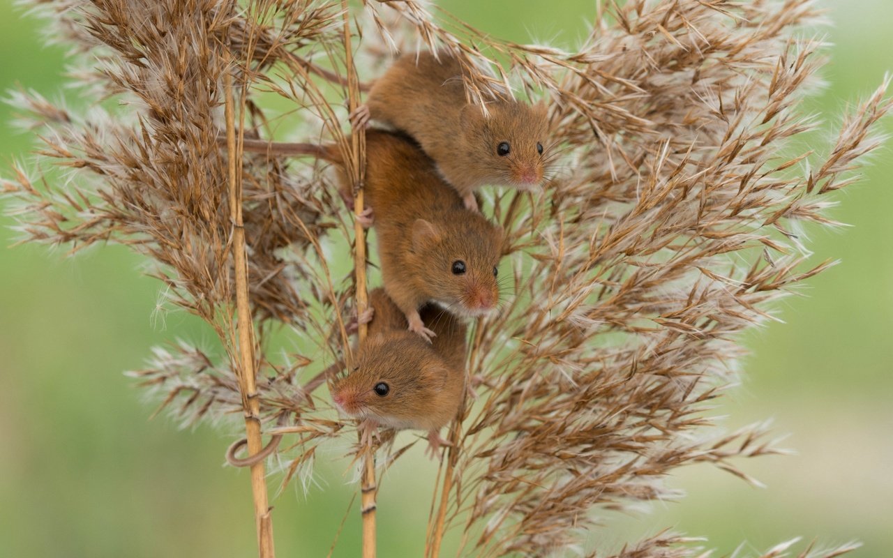 Обои мыши, камыш, трио, harvest mouse, мышь-малютка, троица, mouse, reed, trio, the mouse is tiny, trinity разрешение 2880x2161 Загрузить