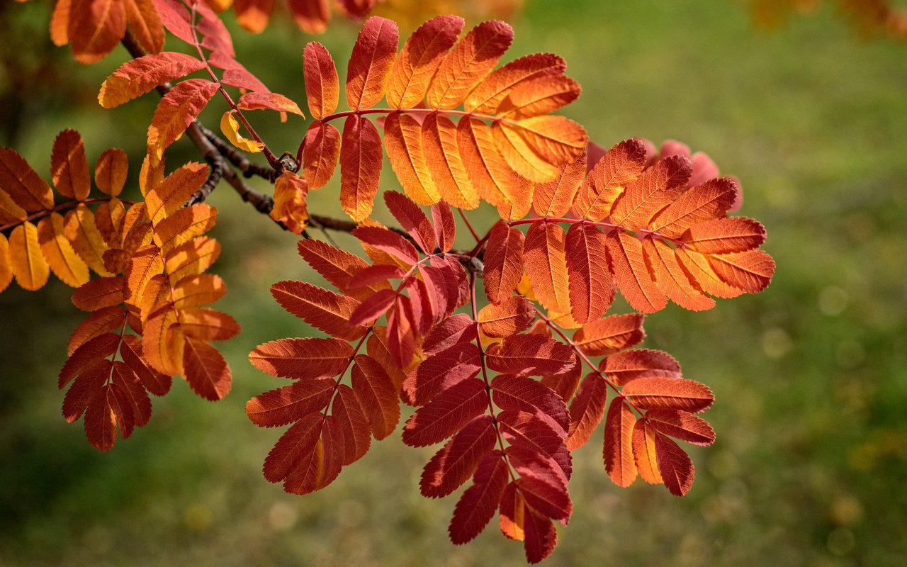 Обои ветка, природа, листья, осень, рябина, боке, багрянец, осенние листья, branch, nature, leaves, autumn, rowan, bokeh, the crimson, autumn leaves разрешение 2048x1367 Загрузить