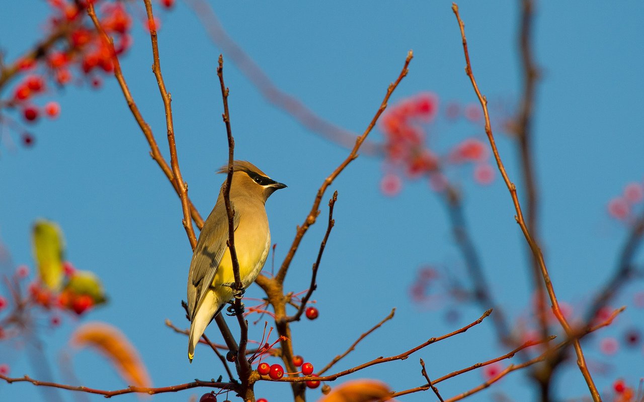 Обои небо, ветка, птица, ягоды, свиристель, the sky, branch, bird, berries, the waxwing разрешение 2048x1362 Загрузить