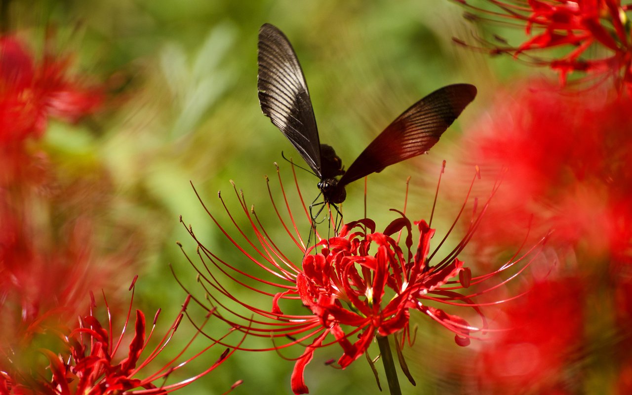 Обои насекомое, цветок, лепестки, бабочка, крылья, растение, insect, flower, petals, butterfly, wings, plant разрешение 2048x1356 Загрузить