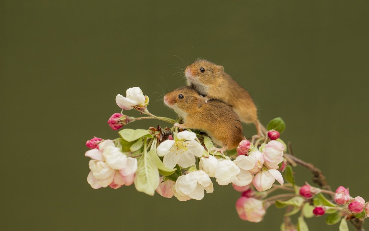 Обои ветка, парочка, цветки, мышки, harvest mouse, мышь-малютка, branch, a couple, flowers, mouse, the mouse is tiny разрешение 2048x1301 Загрузить