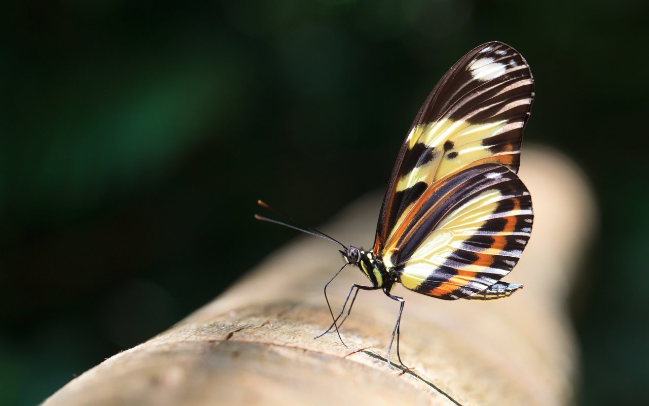 Обои макро, насекомое, бабочка, macro, insect, butterfly разрешение 2048x1280 Загрузить