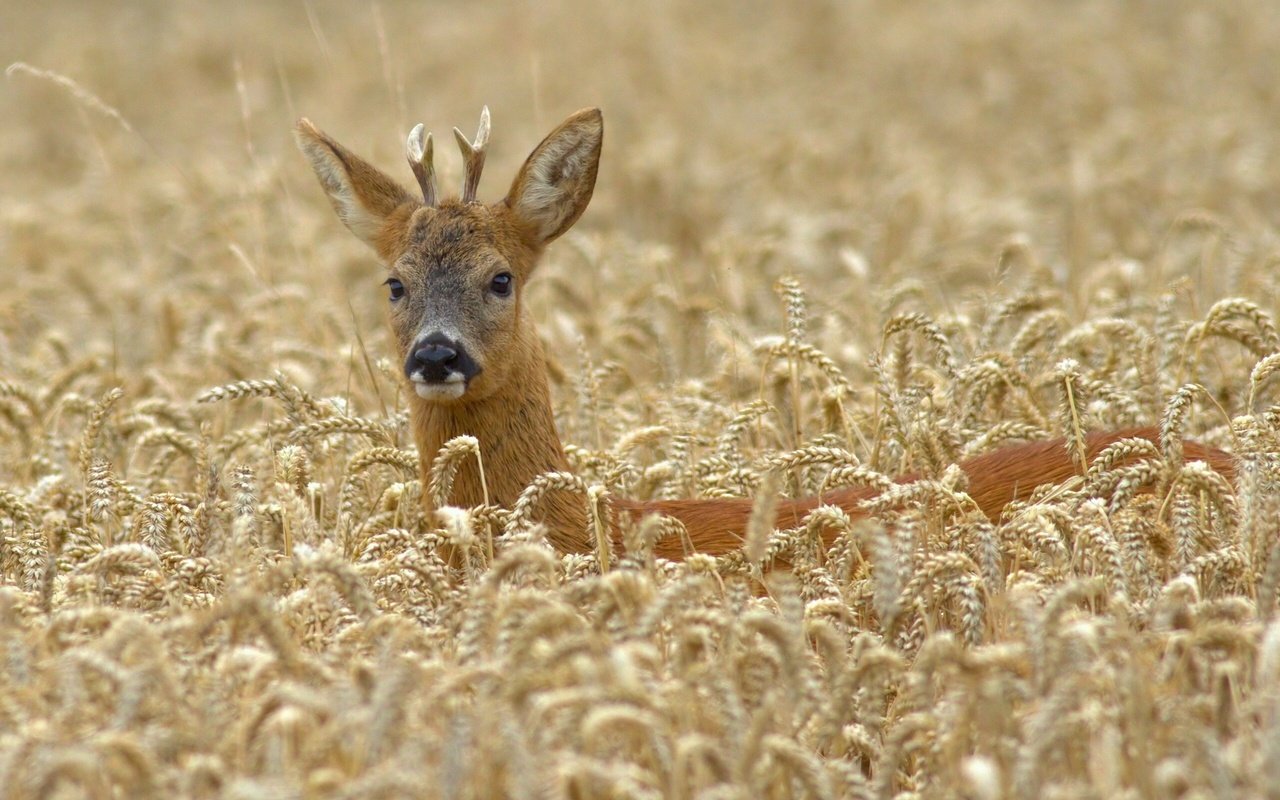 Обои олень, поле, пшеница, deer, field, wheat разрешение 2560x1776 Загрузить