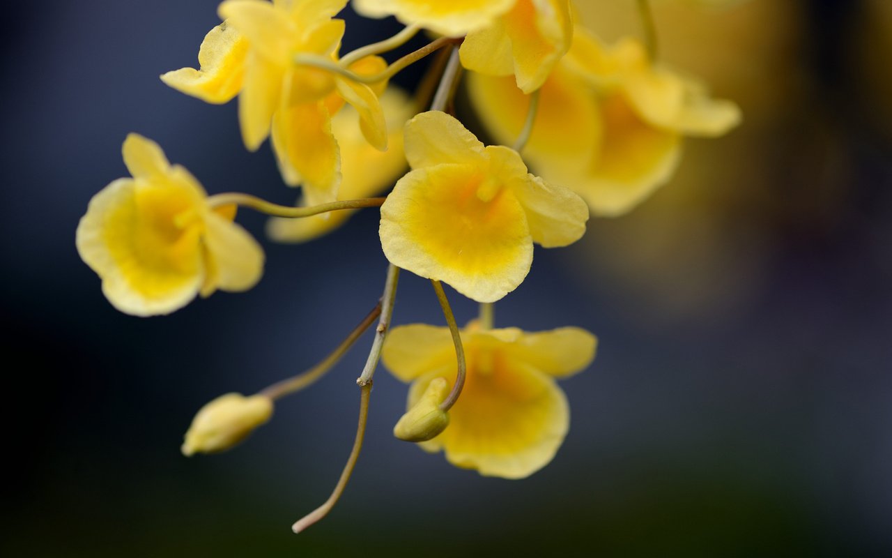 Обои цветы, ветка, фокус камеры, желтые, flowers, branch, the focus of the camera, yellow разрешение 1920x1300 Загрузить