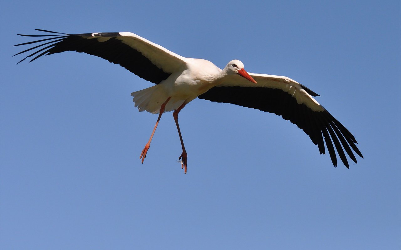 Обои небо, полет, крылья, птица, клюв, перья, аист, белый аист, the sky, flight, wings, bird, beak, feathers, stork разрешение 2560x1707 Загрузить